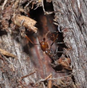 Papyrius nitidus at Downer, ACT - 25 May 2021