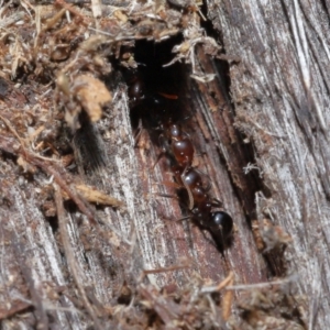 Papyrius nitidus at Downer, ACT - 25 May 2021