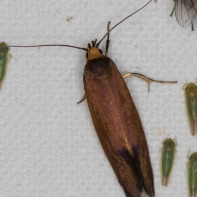 Delexocha ochrocausta (A concealer moth) at Melba, ACT - 19 Nov 2020 by Bron