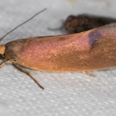 Delexocha ochrocausta at Melba, ACT - 19 Nov 2020