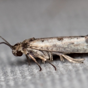 Lepidoptera unclassified ADULT moth at Melba, ACT - 19 Nov 2020