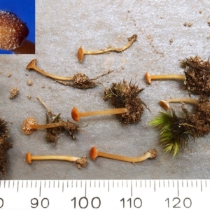 Rickenella fibula at O'Connor, ACT - 25 May 2021