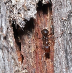 Papyrius nitidus (Shining Coconut Ant) at Downer, ACT - 25 May 2021 by TimL