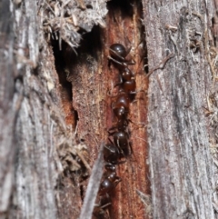 Papyrius nitidus at Downer, ACT - 25 May 2021