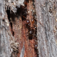 Papyrius nitidus at Downer, ACT - 25 May 2021