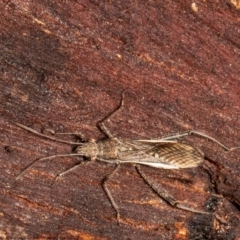 Melanacanthus scutellaris (Small brown bean bug) at O'Connor, ACT - 26 May 2021 by Roger