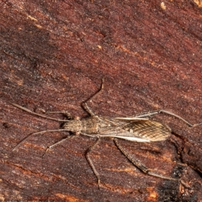 Melanacanthus scutellaris (Small brown bean bug) at Bruce Ridge - 26 May 2021 by Roger