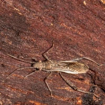 Melanacanthus scutellaris (Small brown bean bug) at O'Connor, ACT - 26 May 2021 by Roger