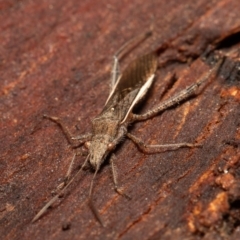 Melanacanthus scutellaris at O'Connor, ACT - 26 May 2021 11:43 AM