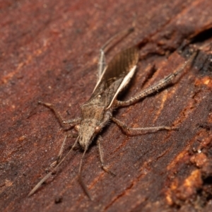 Melanacanthus scutellaris at O'Connor, ACT - 26 May 2021