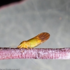 Glycaspis sp. (genus) (TBC) at O'Connor, ACT - 26 May 2021 by Roger