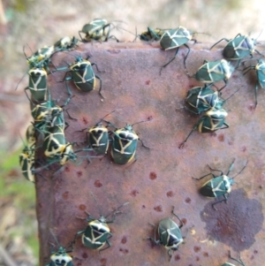 Commius elegans at Paddys River, ACT - 25 May 2021