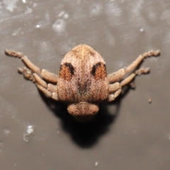 Curculionidae (family) (Unidentified weevil) at Acton, ACT - 25 May 2021 by TimL