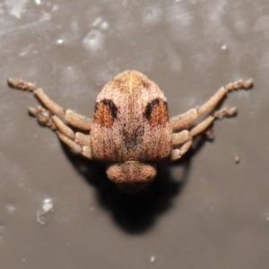 Curculionidae (family) at Acton, ACT - 25 May 2021 01:28 PM