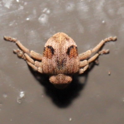 Curculionidae (family) (Unidentified weevil) at ANBG - 25 May 2021 by TimL