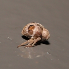 Curculionidae (family) at Acton, ACT - 25 May 2021 01:28 PM