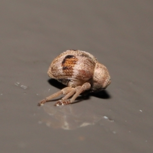 Curculionidae (family) at Acton, ACT - 25 May 2021