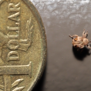 Curculionidae (family) at Acton, ACT - 25 May 2021 01:28 PM