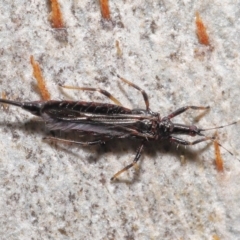 Idolothrips spectrum (Giant thrips) at Acton, ACT - 25 May 2021 by TimL