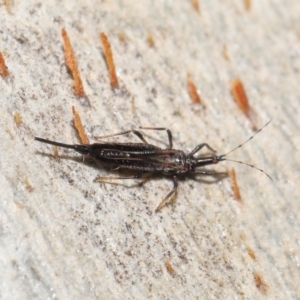 Idolothrips spectrum at Acton, ACT - 25 May 2021 12:58 PM