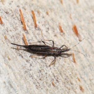 Idolothrips spectrum at Acton, ACT - 25 May 2021