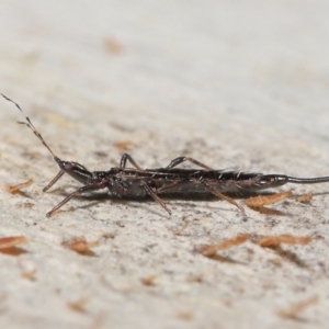 Idolothrips spectrum at Acton, ACT - 25 May 2021 12:58 PM