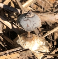Geastrum tenuipes (An earthstar) at Macquarie, ACT - 23 May 2021 by Nikki