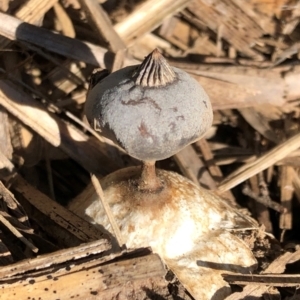 Geastrum tenuipes at Macquarie, ACT - suppressed