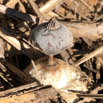 Geastrum tenuipes (An earthstar) at Macquarie, ACT - 23 May 2021 by Nikki