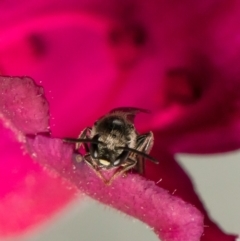 Lasioglossum (Chilalictus) sp. (genus & subgenus) (Halictid bee) at Macgregor, ACT - 26 May 2021 by Roger