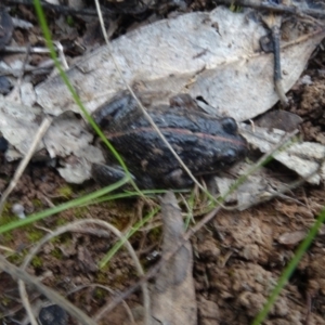 Limnodynastes tasmaniensis at Majura, ACT - 24 May 2021 04:36 PM