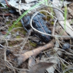 Limnodynastes tasmaniensis at Majura, ACT - 24 May 2021 04:36 PM