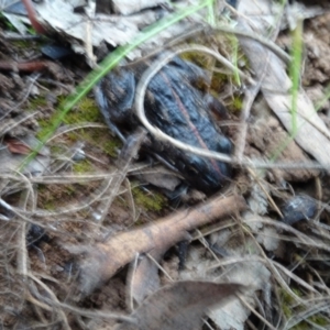 Limnodynastes tasmaniensis at Majura, ACT - 24 May 2021 04:36 PM