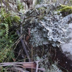 Hypogymnia sp. (A lichen) at Bolaro, NSW - 20 May 2021 by DavidMcKay