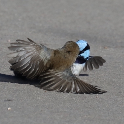 Malurus cyaneus (Superb Fairywren) at Fyshwick, ACT - 3 Jul 2020 by jb2602