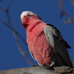 Eolophus roseicapilla (Galah) at Mount Ainslie - 28 Jul 2020 by jbromilow50