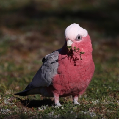 Eolophus roseicapilla (Galah) at Mount Ainslie - 28 Jul 2020 by jb2602