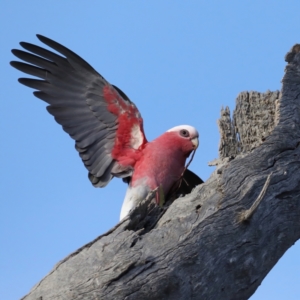 Eolophus roseicapilla at Ainslie, ACT - 28 Jul 2020