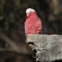 Eolophus roseicapilla at Ainslie, ACT - 28 Jul 2020