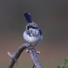 Malurus cyaneus (Superb Fairywren) at Mount Ainslie - 28 Jul 2020 by jb2602