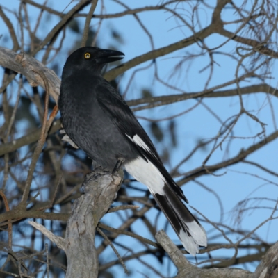 Strepera graculina (Pied Currawong) at Mount Ainslie - 28 Jul 2020 by jb2602