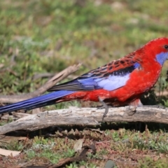 Platycercus elegans (Crimson Rosella) at Mount Ainslie - 28 Jul 2020 by jbromilow50