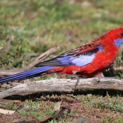 Platycercus elegans (Crimson Rosella) at Ainslie, ACT - 28 Jul 2020 by jbromilow50