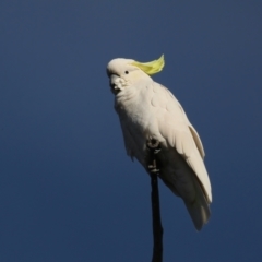 Cacatua galerita (Sulphur-crested Cockatoo) at Mount Ainslie - 28 Jul 2020 by jbromilow50