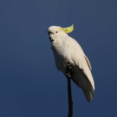 Cacatua galerita (Sulphur-crested Cockatoo) at Ainslie, ACT - 28 Jul 2020 by jbromilow50