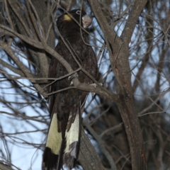 Zanda funerea (Yellow-tailed Black-Cockatoo) at Mount Ainslie - 28 Jul 2020 by jb2602