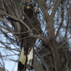 Zanda funerea (Yellow-tailed Black-Cockatoo) at Majura, ACT - 28 Jul 2020 by jb2602