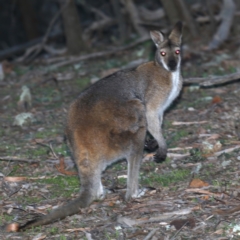 Notamacropus rufogriseus (Red-necked Wallaby) at Mount Ainslie - 28 Jul 2020 by jbromilow50