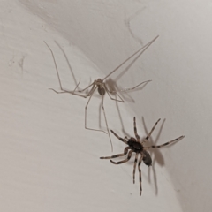 Pholcus phalangioides (Daddy-long-legs spider) at Kambah, ACT - 26 May 2021 by HelenCross