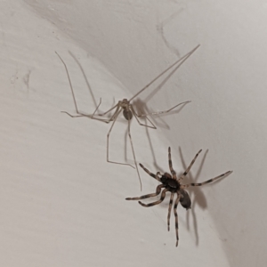 Pholcus phalangioides at Kambah, ACT - 26 May 2021